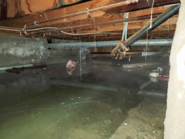 Best Flood damage cleanup  in New Beaver, PA