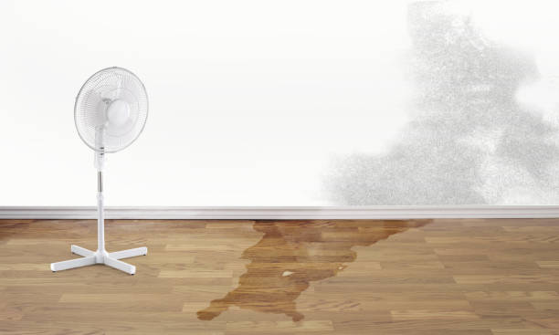 Best Carpet water damage restoration  in New Beaver, PA